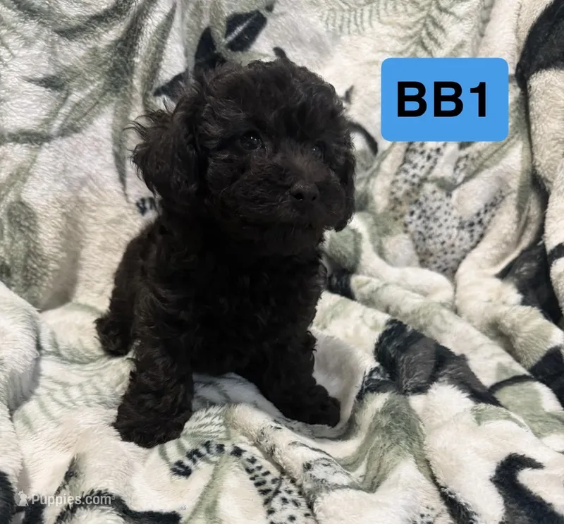 BB1 – Poodle - Toy  puppy for sale in Elm City, NC