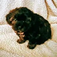 Rosie, a female Yorkipoo and Yorkshire Terrier for sale in Melbourne, FL – 1 of 1