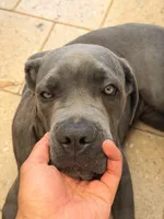 Odyns, a male Cane Corso for sale in Binghamton, NY – Photo 4 of 10