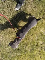 Odyns, a male Cane Corso for sale in Binghamton, NY – Photo 10 of 10