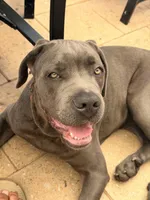 Odyns, a male Cane Corso for sale in Binghamton, NY – Photo 5 of 10