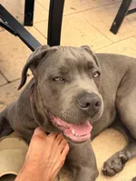Odyns, a male Cane Corso for sale in Binghamton, NY – Photo 2 of 10