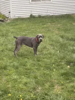 Odyns, a male Cane Corso for sale in Binghamton, NY – Photo 9 of 10