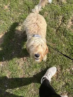 Lola, a female Goldendoodle for sale in Dallas, TX – Photo 8 of 8