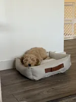 Lola, a female Goldendoodle for sale in Dallas, TX – Photo 3 of 8