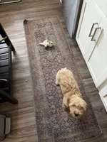 Lola, a female Goldendoodle for sale in Dallas, TX – Photo 5 of 8