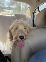 Lola, a female Goldendoodle for sale in Dallas, TX – Photo 2 of 8