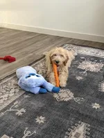 Lola, a female Goldendoodle for sale in Dallas, TX – Photo 7 of 8