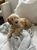Lola, a female Goldendoodle for sale in Dallas, TX – Photo 6 of 8