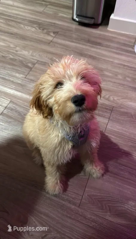 Lola – Goldendoodle puppy for sale in Dallas, TX