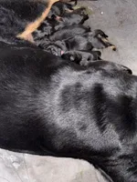 Puppies , a female Rottweiler for sale in Memphis, TN – Photo 2 of 2