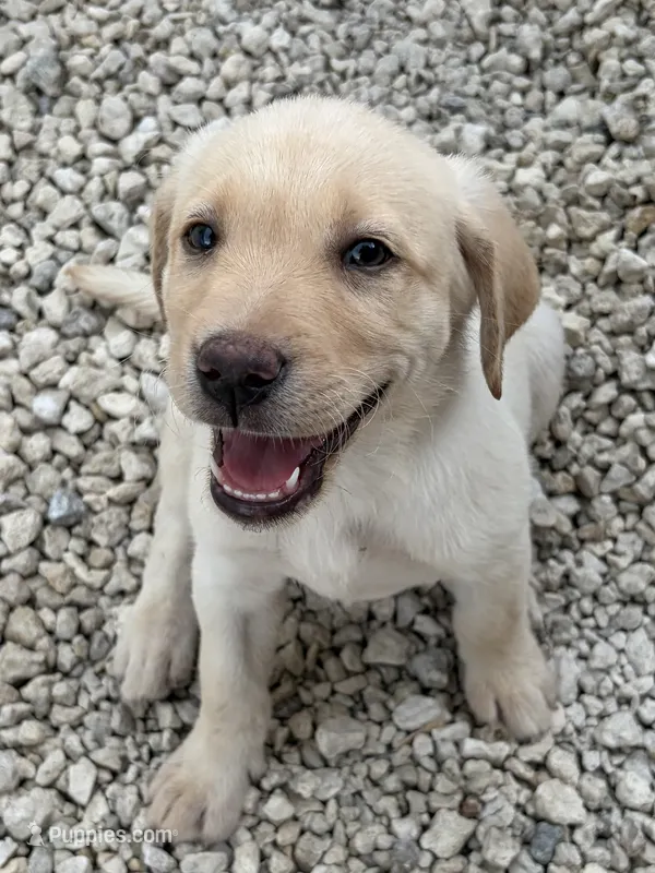 White Female 6 – Labrador Retriever puppy for sale in Miami, FL