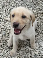 White Female 6, a female Labrador Retriever for sale in Miami, FL – 3 of 10