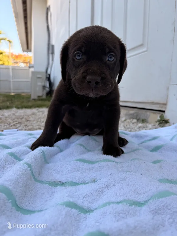 Chocolate Male 4 – Labrador Retriever puppy for sale in Miami, FL