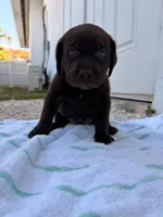 Chocolate Male 4, a male Labrador Retriever for sale in Miami, FL – 1 of 3