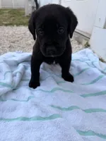 Black Male 8, a male Labrador Retriever for sale in Miami, FL – 3 of 3