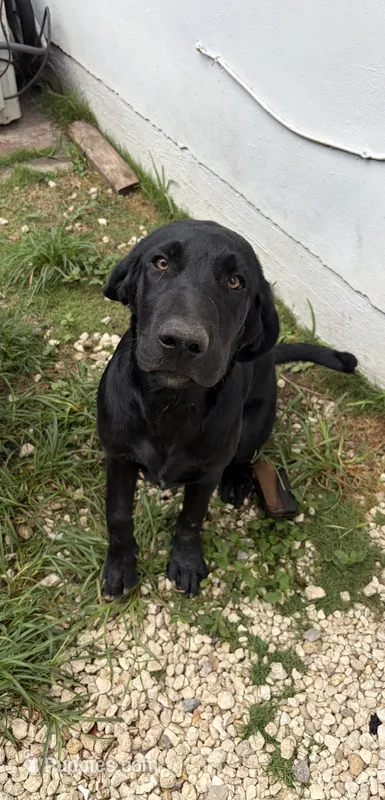 Beautiful Black Male – Labrador Retriever puppy for sale in Miami, FL
