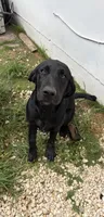 Beautiful Black Male, a male Labrador Retriever for sale in Miami, FL – 1 of 9