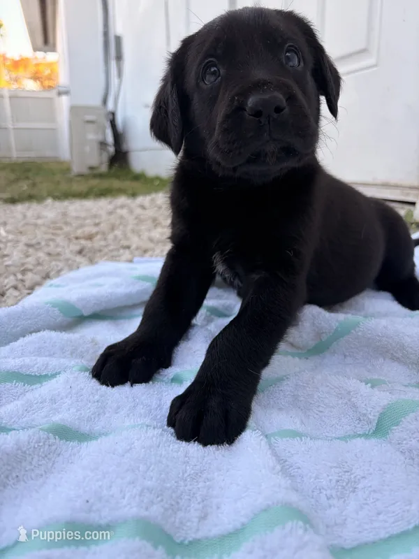 Black Male 8 – Labrador Retriever puppy for sale in Miami, FL