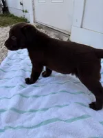 Chocolate Male 2, a male Labrador Retriever for sale in Miami, FL – 3 of 3