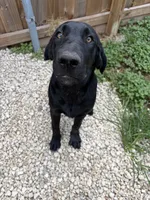 Beautiful Black Male, a male Labrador Retriever for sale in Miami, FL – 2 of 9