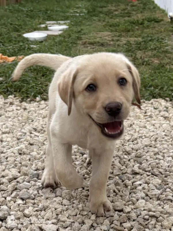White Female 6 – Labrador Retriever puppy for sale in Miami, FL