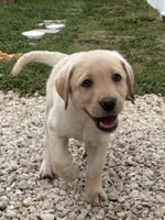White Female 6, a female Labrador Retriever for sale in Miami, FL – 1 of 10