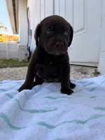 Chocolate Male 4, a male Labrador Retriever for sale in Miami, FL – 3 of 3