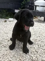 Beautiful Black Male, a male Labrador Retriever for sale in Miami, FL – 7 of 9