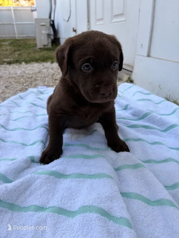 Chocolate Male 2 – Labrador Retriever puppy for sale in Miami, FL