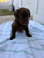 Chocolate Male 2, a male Labrador Retriever for sale in Miami, FL – 1 of 3