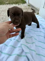 Chocolate Female 3, a female Labrador Retriever for sale in Miami, FL – 3 of 3