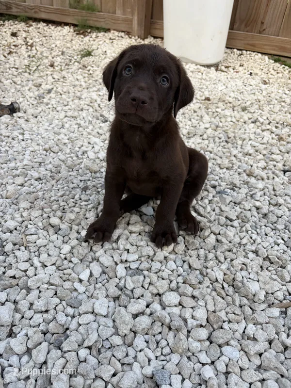Chocolate Male 4 – Labrador Retriever puppy for sale in Miami, FL