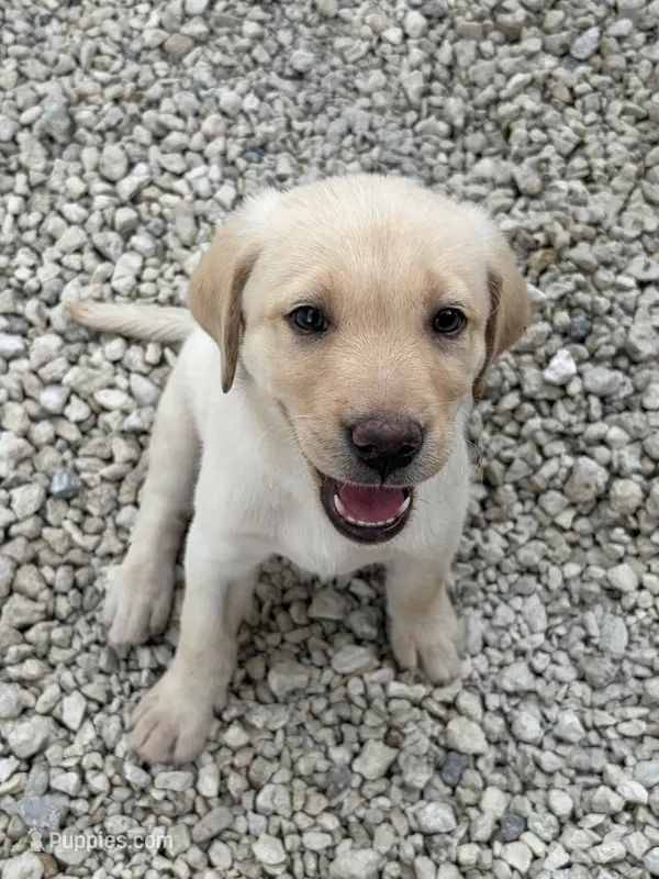 White Female 6 – Labrador Retriever puppy for sale in Miami, FL