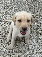 White Female 6, a female Labrador Retriever for sale in Miami, FL – 2 of 10