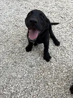 Beautiful Black Male, a male Labrador Retriever for sale in Miami, FL – 6 of 9