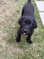 Beautiful Black Male, a male Labrador Retriever for sale in Miami, FL – 5 of 9