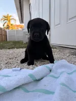 Black Male 8, a male Labrador Retriever for sale in Miami, FL – 2 of 3