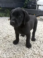 Beautiful Black Male, a male Labrador Retriever for sale in Miami, FL – 2 of 9