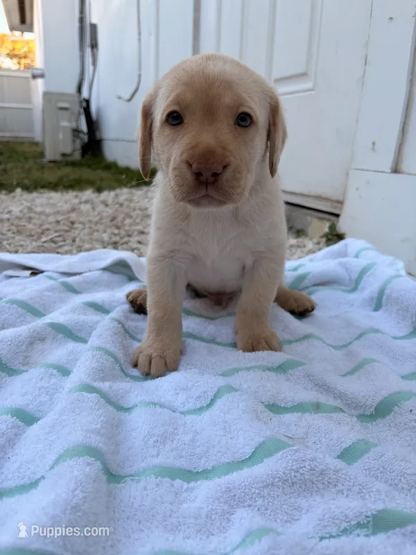 White Male 5 – Labrador Retriever puppy for sale in Miami, FL