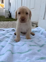 White Male 5, a male Labrador Retriever for sale in Miami, FL – 1 of 3