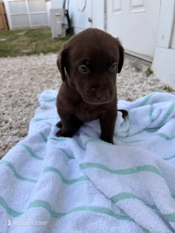 Chocolate Female 3 – Labrador Retriever puppy for sale in Miami, FL
