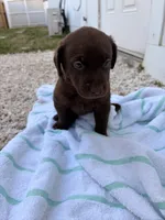 Chocolate Female 3, a female Labrador Retriever for sale in Miami, FL – 1 of 3