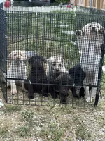 White Female 6, a female Labrador Retriever for sale in Miami, FL – 8 of 10