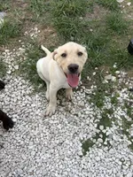 White Female 6, a female Labrador Retriever for sale in Miami, FL – 7 of 10