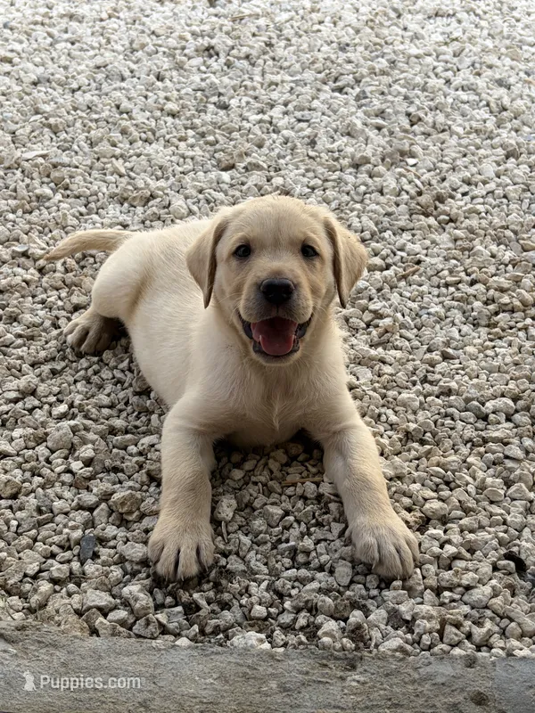White Male 7 – Labrador Retriever puppy for sale in Miami, FL