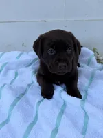 Chocolate Female 1, a female Labrador Retriever for sale in Miami, FL – 3 of 3