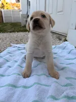 White Female 6, a female Labrador Retriever for sale in Miami, FL – 2 of 3