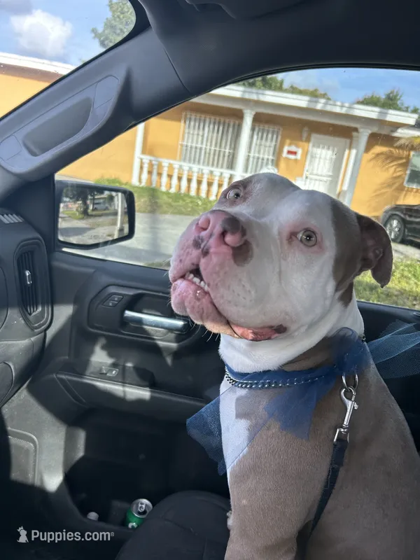 Rocky – American Pit Bull Terrier puppy for sale in Miami, FL
