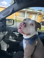 Rocky, a male American Pit Bull Terrier for sale in Miami, FL – 1 of 2